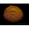 WYSIWYG Cycloseris sp 22 Ultra Neon Orange (4 cm)