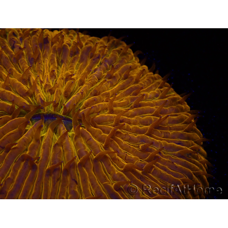 WYSIWYG Cycloseris sp 22 Ultra Neon Orange (4 cm)