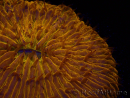 WYSIWYG Cycloseris sp 22 Ultra Neon Orange (4 cm)