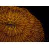 WYSIWYG Cycloseris sp 22 Ultra Neon Orange (4 cm)