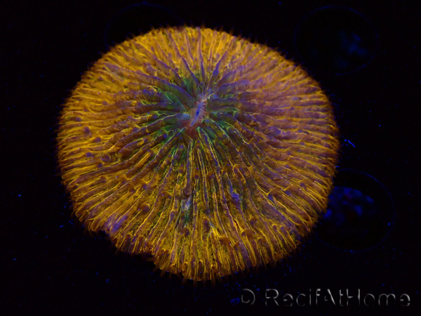 WYSIWYG Cycloseris sp 23 (5.5 cm)