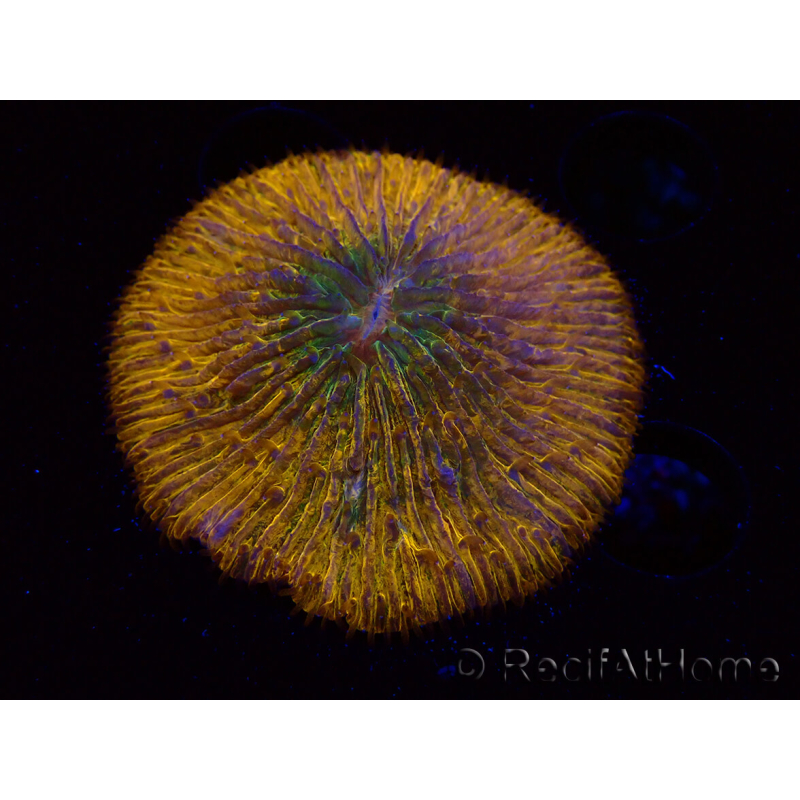 WYSIWYG Cycloseris sp 23 Ultra Neon Orange (5.5 cm)