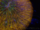WYSIWYG Cycloseris sp 23 (5.5 cm)