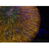 WYSIWYG Cycloseris sp 23 Ultra Neon Orange (5.5 cm)