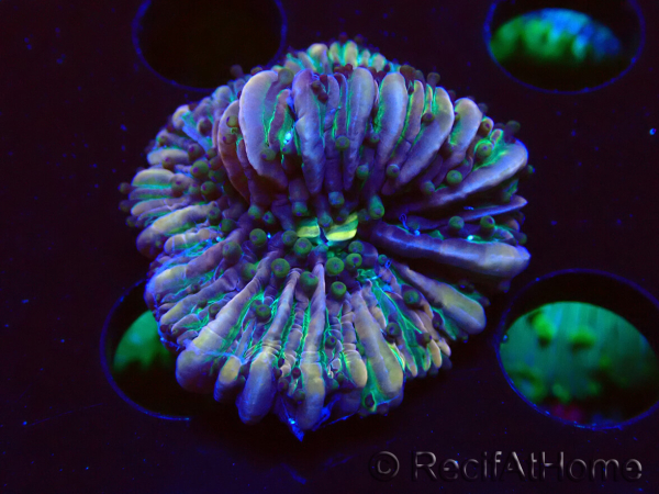 WYSIWYG- RAH Heliofungia fralinae 1 (Skeleton 2.5 cm)