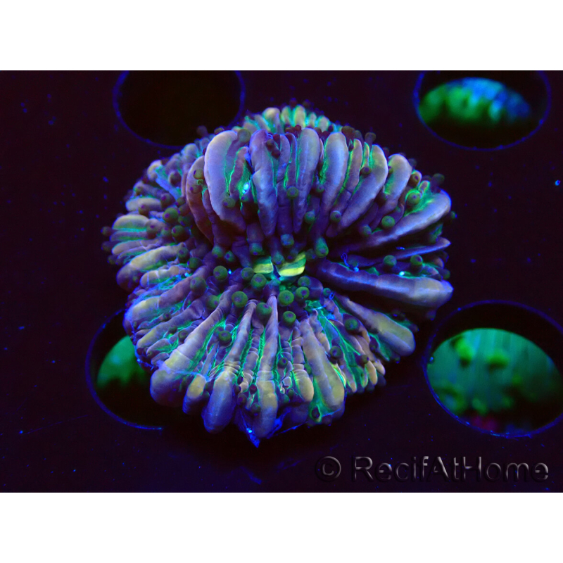 WYSIWYG- RAH Heliofungia fralinae 24 (Skeleton 2.5 cm)