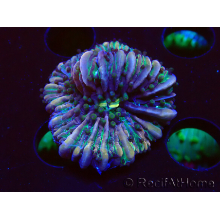 WYSIWYG- RAH Heliofungia fralinae 1 (Esqueleto 2.5 cm)