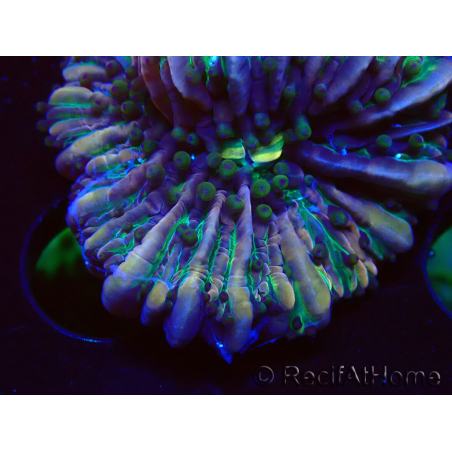 WYSIWYG- RAH Heliofungia fralinae 1 (Skelett 2,5 cm)