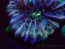 WYSIWYG - RAH Heliofungia fralinae 1 (Scheletro 2,5 cm)