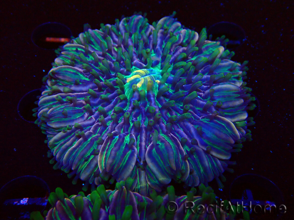 WYSIWYG- RAH Heliofungia fralinae 2 (Skeleton 2.5 cm)