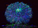 WYSIWYG- RAH Heliofungia fralinae 2 (Skeleton 2.5 cm)