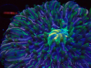 WYSIWYG- RAH Heliofungia fralinae 2 (Skelett 2,5 cm)