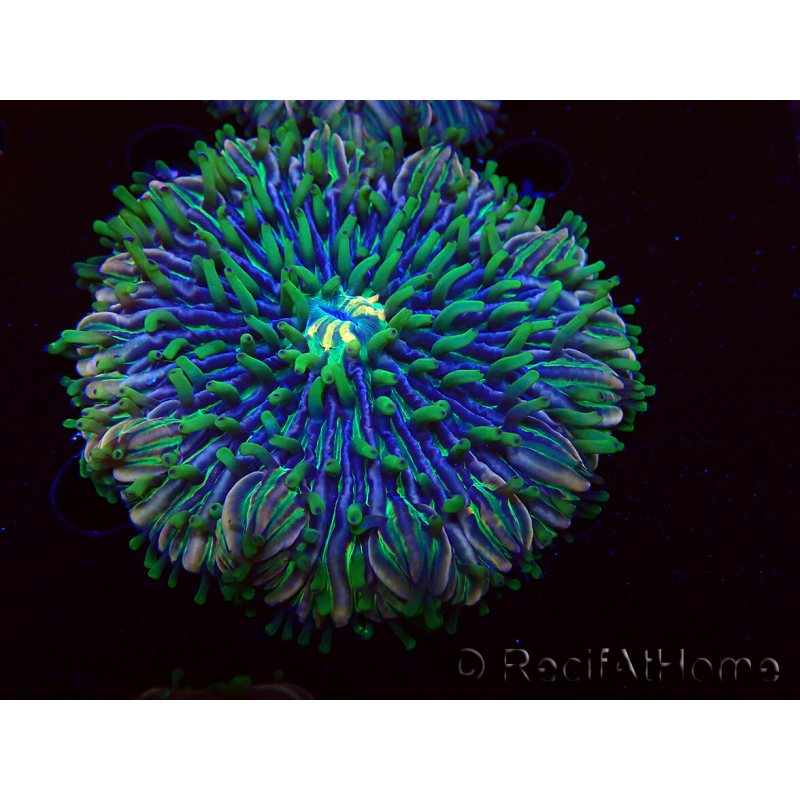 WYSIWYG - RAH Heliofungia fralinae 3 (Esqueleto 2.5 cm)