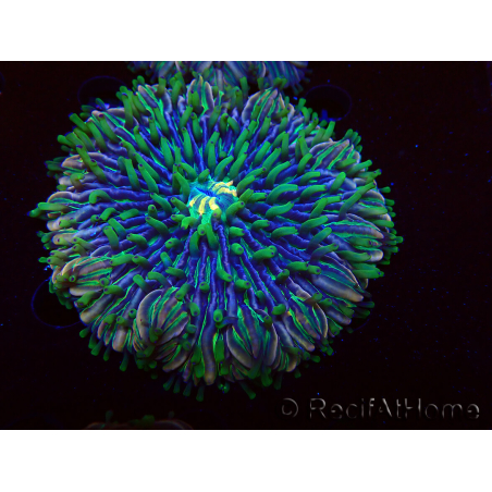 WYSIWYG- RAH Heliofungia fralinae 3 (Skelett 2,5 cm)