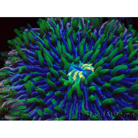 WYSIWYG- RAH Heliofungia fralinae 26 (Skeleton 2.5 cm)