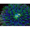 WYSIWYG- RAH Heliofungia fralinae 3 (Skelett 2,5 cm)
