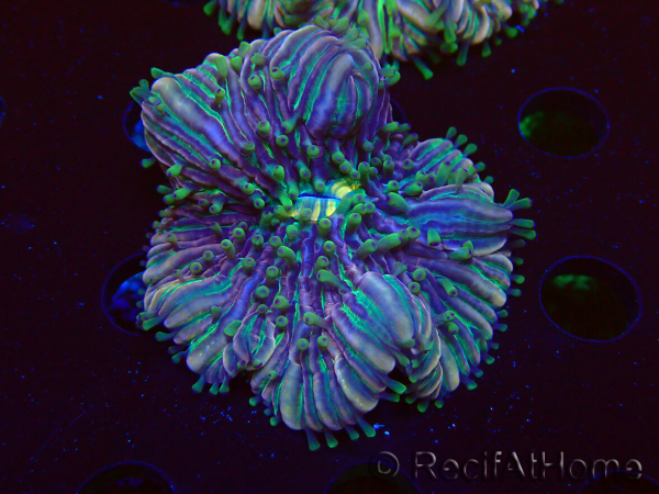 WYSIWYG- RAH Heliofungia fralinae 4 (Scheletro 2,5 cm)