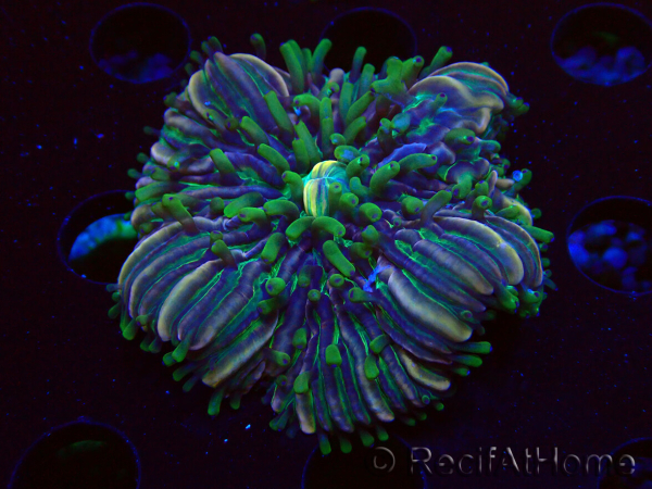 WYSIWYG- RAH Heliofungia fralinae 3 (Skeleton 2.5 cm)