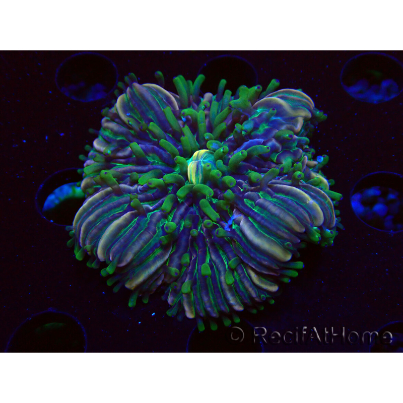 WYSIWYG- RAH Heliofungia fralinae 3 (Skeleton 2.5 cm)