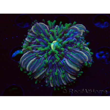WYSIWYG- RAH Heliofungia fralinae 3 (Scheletro 2,5 cm)