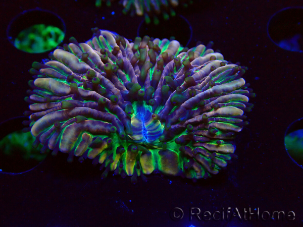 WYSIWYG- RAH Heliofungia fralinae 4 (Skeleton 2.5 cm)