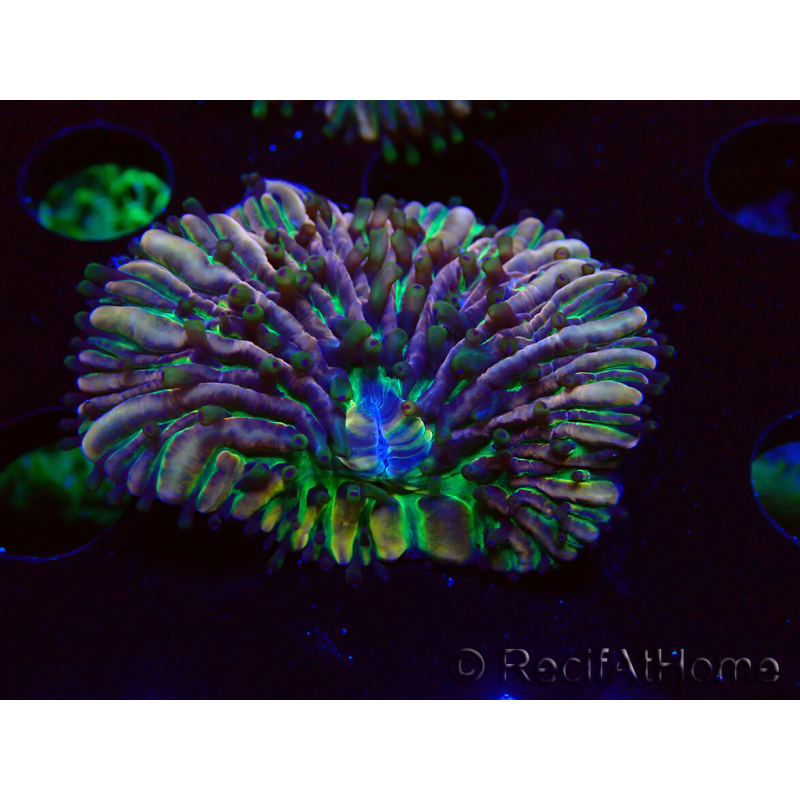 WYSIWYG - RAH Heliofungia fralinae 4 (Esqueleto 2.5 cm)