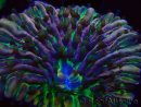 WYSIWYG- RAH Heliofungia fralinae 4 (Skelett 2,5 cm)