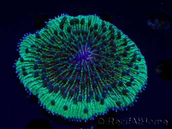 WYSIWYG - RAH Fungia fungitesélevage RAH 2 (4 cm)