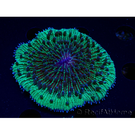 WYSIWYG - RAH Fungia fungitesélevage RAH 2 (4 cm)