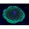 WYSIWYG - RAH Fungia fungitesélevage RAH 2 (4 cm)