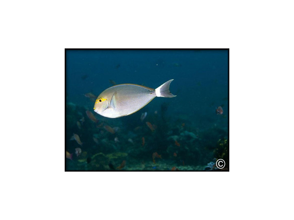 Acanthurus mata