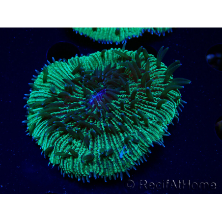 WYSIWYG - RAH Fungia fungites élevage RAH 3 (4.5 cm)