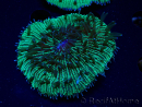 WYSIWYG - RAH Fungia fungites élevage RAH 3 (4.5 cm)