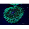 WYSIWYG - RAH Fungia fungites élevage RAH 3 (4.5 cm)