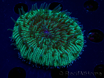 WYSIWYG - RAH Fungia fungitesélevage RAH 4 (4 cm)