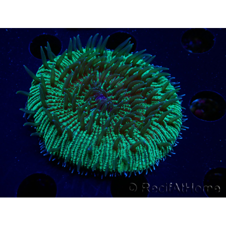 WYSIWYG - RAH Fungia fungitesélevage RAH 2 (4 cm)