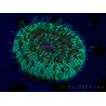 WYSIWYG - RAH Fungia fungitesélevage RAH 2 (4 cm)