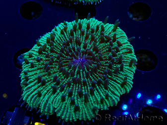 WYSIWYG - RAH Fungia fungites élevage RAH 3 (4.5 cm)