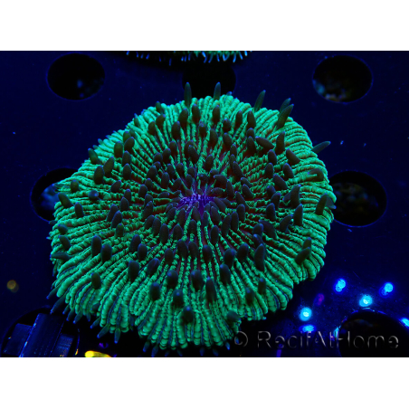 WYSIWYG - RAH Fungia fungites élevage RAH 3 (4.5 cm)