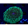 WYSIWYG - RAH Fungia fungites élevage RAH 3 (4.5 cm)