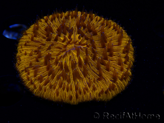 WYSIWYG Cycloseris sp 11 Ultra Neon Orange (4.5 cm)