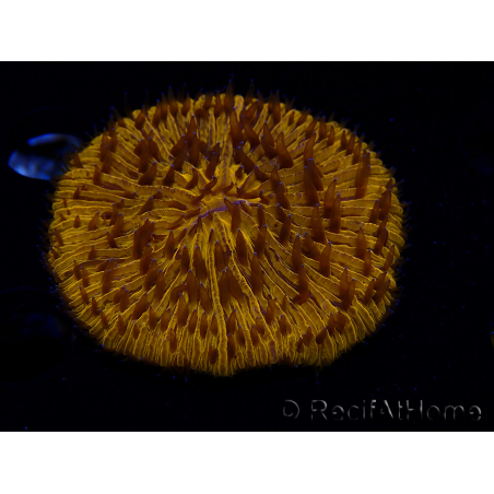 WYSIWYG Cycloseris sp 25 (4.5 cm)