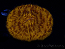 WYSIWYG Cycloseris sp 11 Ultra Neon Orange (4.5 cm)