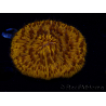WYSIWYG Cycloseris sp 25 (4.5 cm)