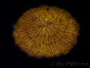 WYSIWYG Cycloseris sp 12 Ultra Neon Orange (7 cm)