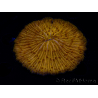 WYSIWYG Cycloseris sp 12 Ultra Neon Orange (7 cm)
