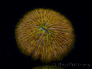 WYSIWYG Cycloseris sp 13 (4 cm)