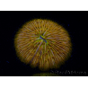 WYSIWYG Cycloseris sp 13 Ultra Neon Orange (4 cm)