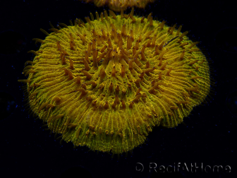 WYSIWYG Cycloseris sp 14 (4.5 cm)