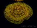 WYSIWYG Cycloseris sp 14 (4.5 cm)
